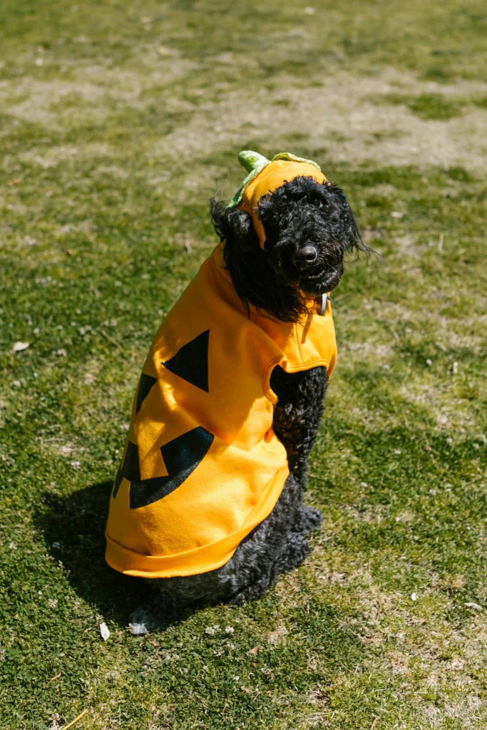 A Complete Guide to Crafting a Halloween-Inspired Dog Portrait