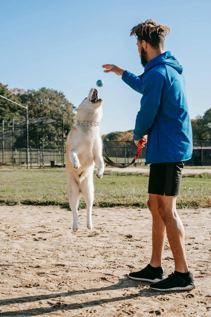 Capture Your Pet’s Fall Adventures in a Stunning Portrait