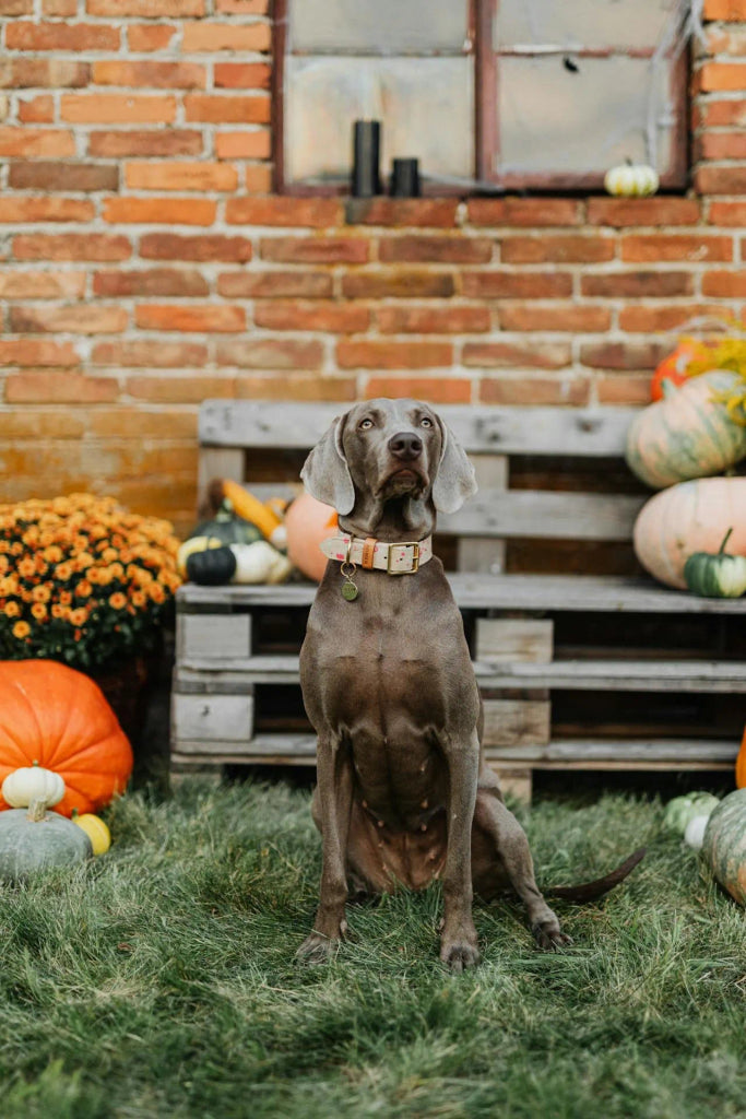 Capturing Fall’s Magic with a Cozy Dog Portrait