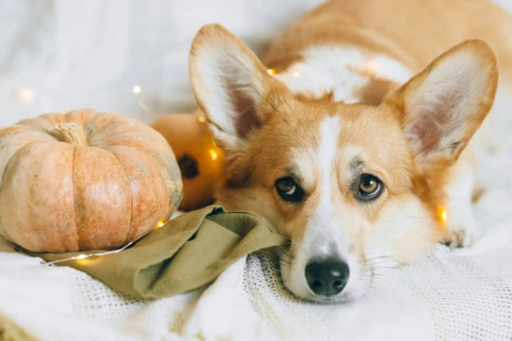 Celebrate Halloween with a Unique and Festive Dog Portrait