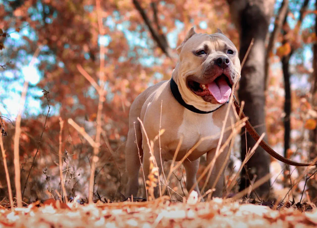 Celebrate National Pit Bull Awareness Month with a Powerful Pet Artwork