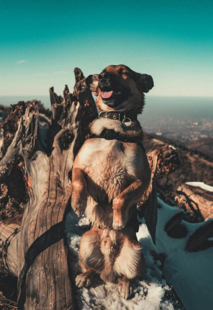 Celebrate National Wildlife Day with a Unique Pet Portrait