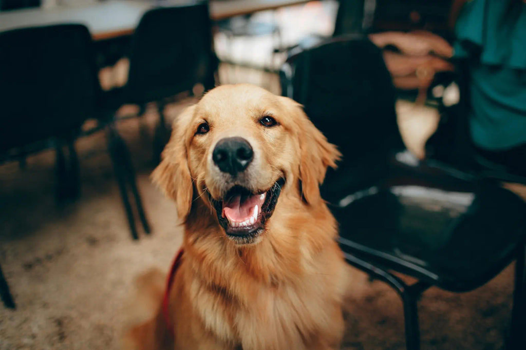 How to Create a Beach-Themed Portrait of Your Pet Before Summer Ends