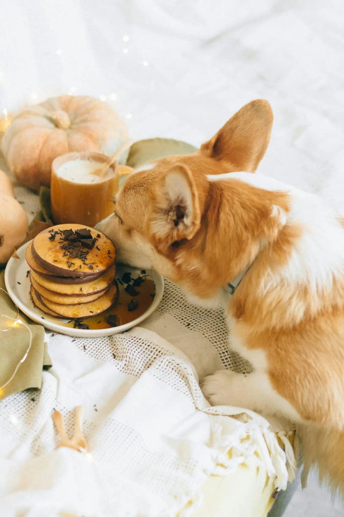 How to Create a Portrait That Incorporates Your Pet’s Favorite Halloween Treats