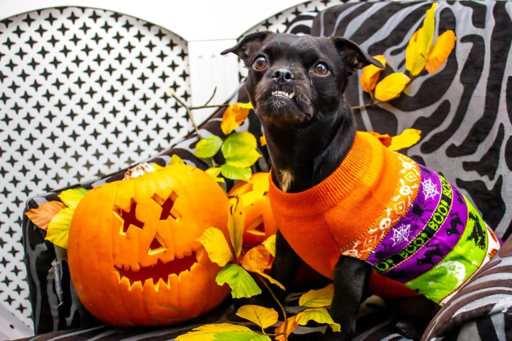 How to Incorporate Halloween Colors into Your Pet’s Artwork