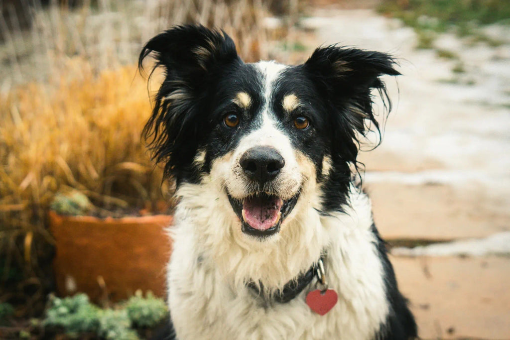 How to Incorporate Summer Vibes into Your Pet’s Portrait