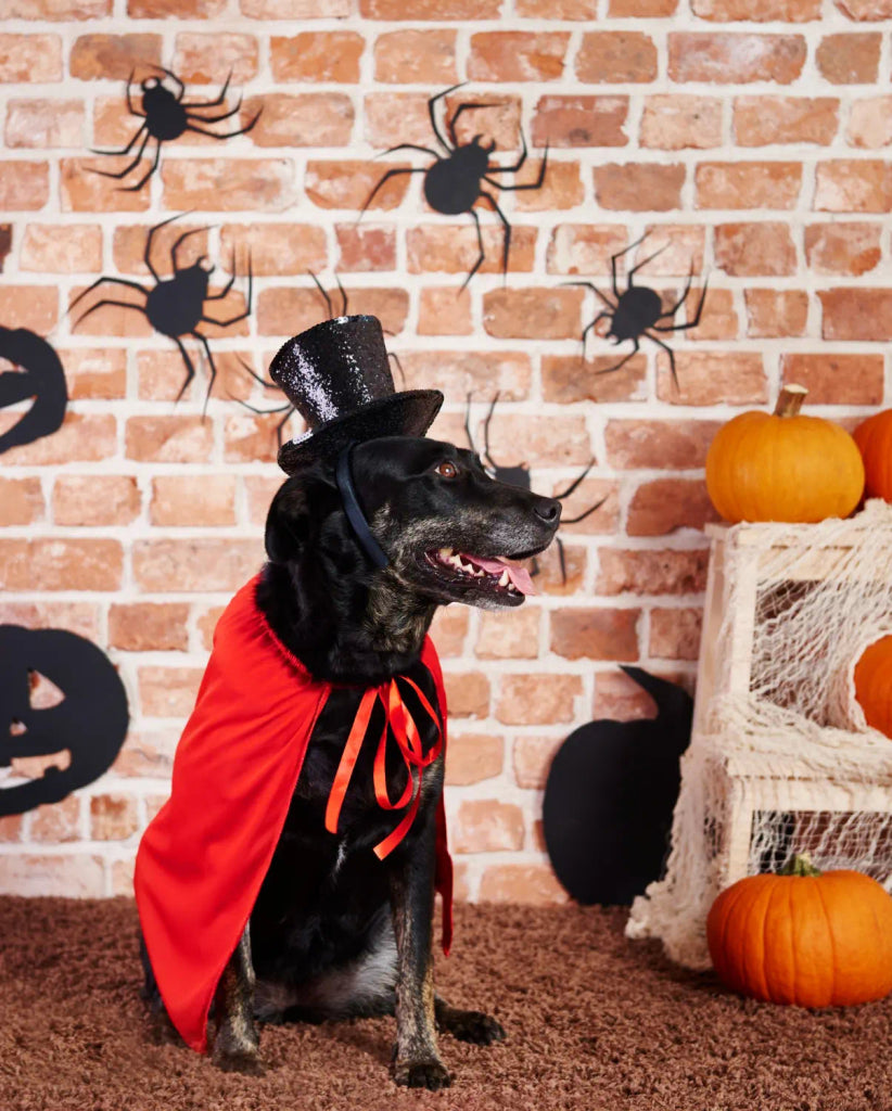 How to Make Your Pet’s Portrait Stand Out This Halloween