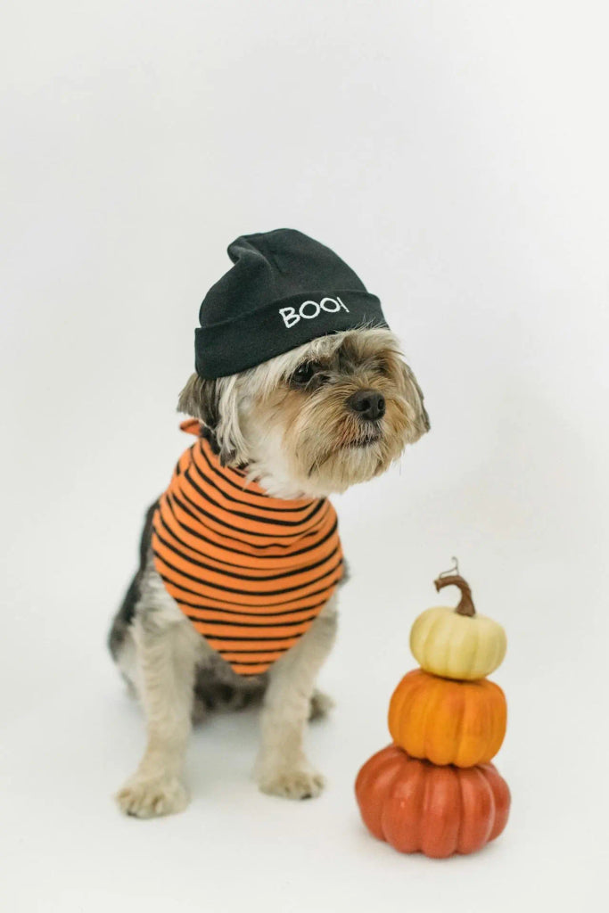 Incorporating Your Dog’s Favorite Halloween Treats into Their Portrait