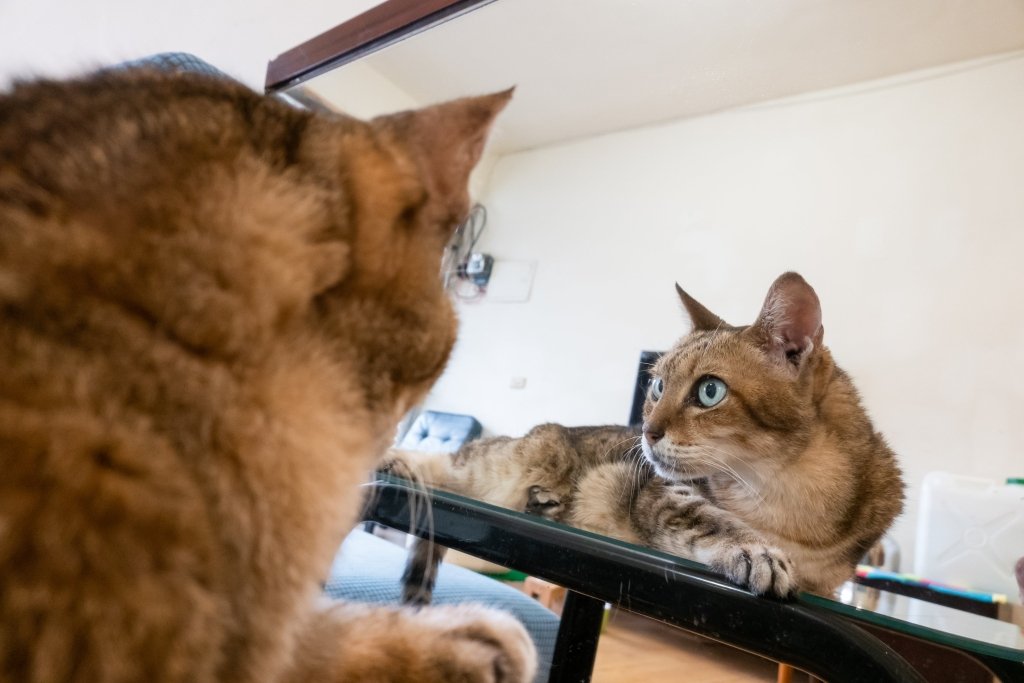 Mirror, Mirror, On the Wall.... Am I A Pet Lover?