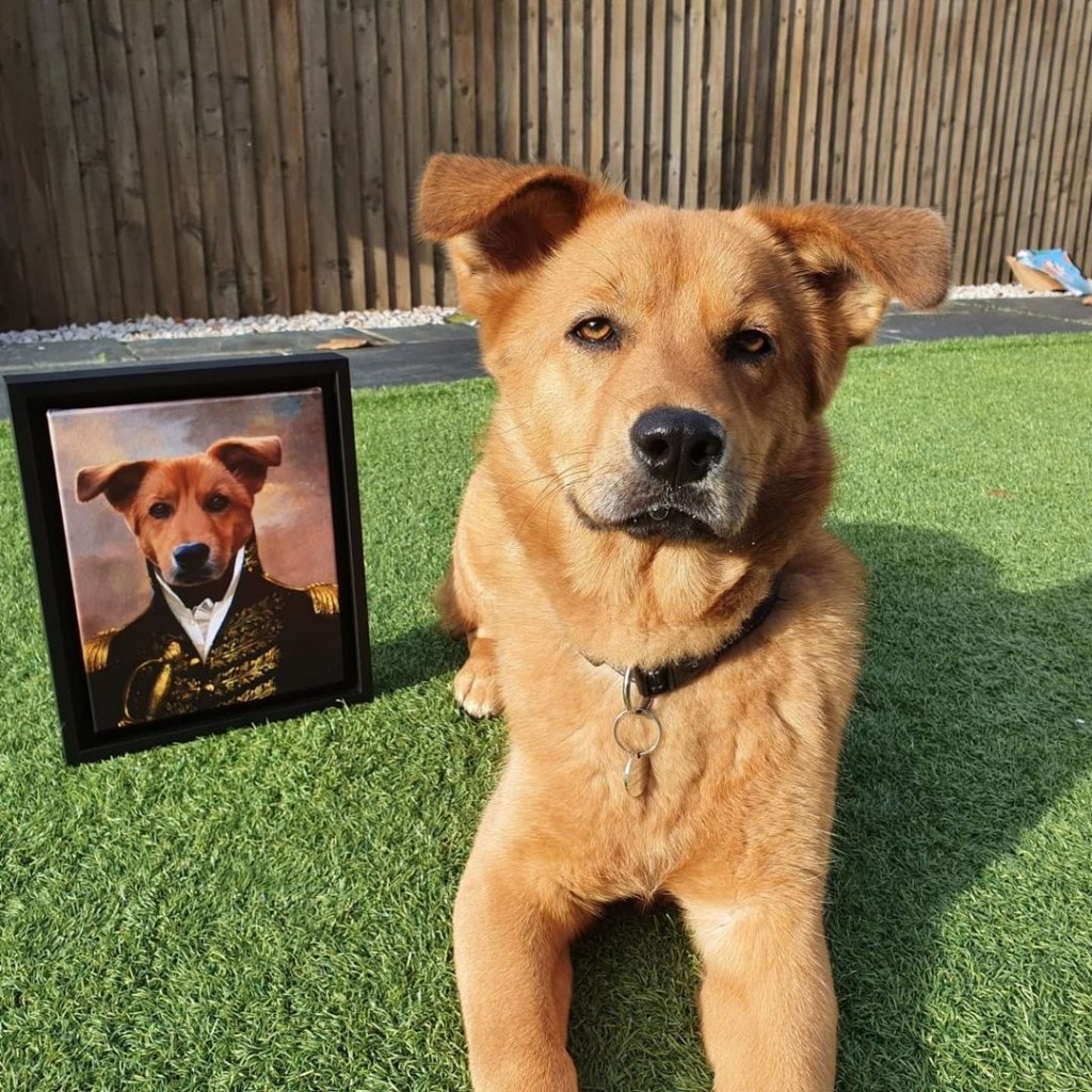 Paws and Popcorn: Taking Your Dog to the Drive-In Movies