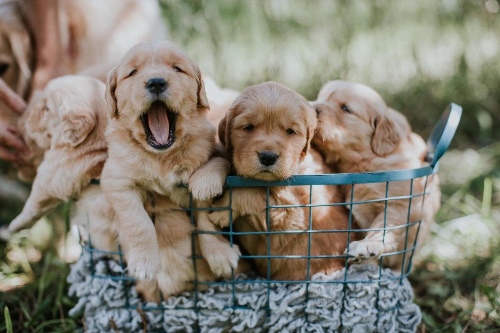 Raising A New Pup! Our Pro Tips For New Puppy Parents