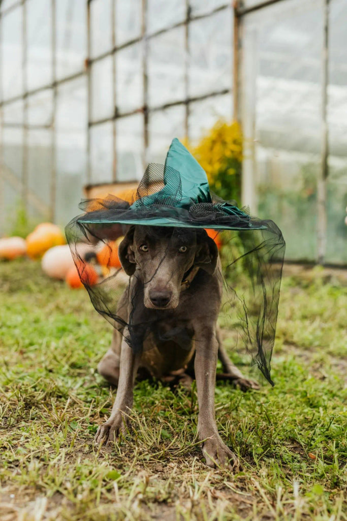 Spooky Dog Portraits: The Ultimate Halloween Home Decor Idea