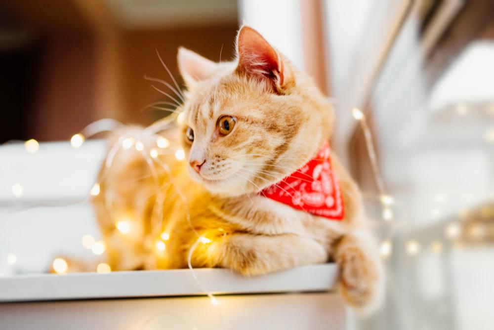 Top 5 Christmas gifts for Pet Lovers for 2021