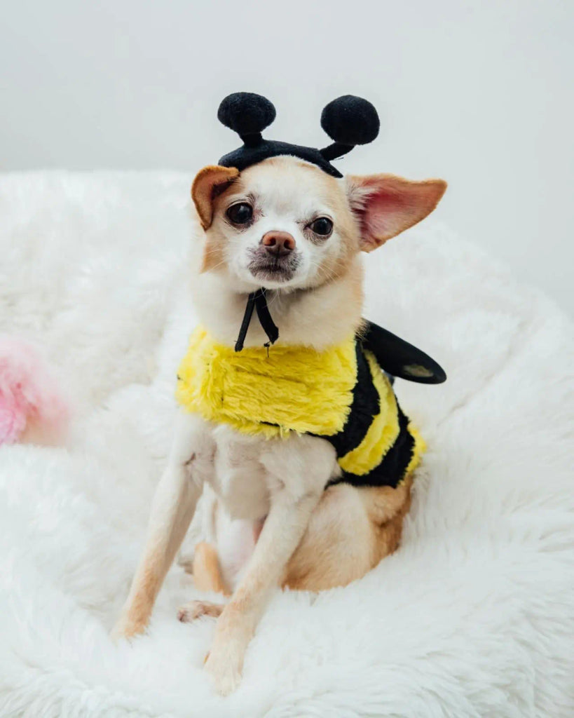 Why a Halloween-Themed Pet Portrait is a Must-Have This Season