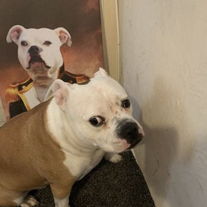 The Admiral: Custom Pet Canvas - Paw & Glory - Dog Portraits - Pet Portraits